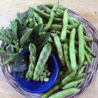 Haba Hangdown Grünkernig (Vicia faba) semillas