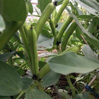 Haba Hangdown Grünkernig (Vicia faba) semillas