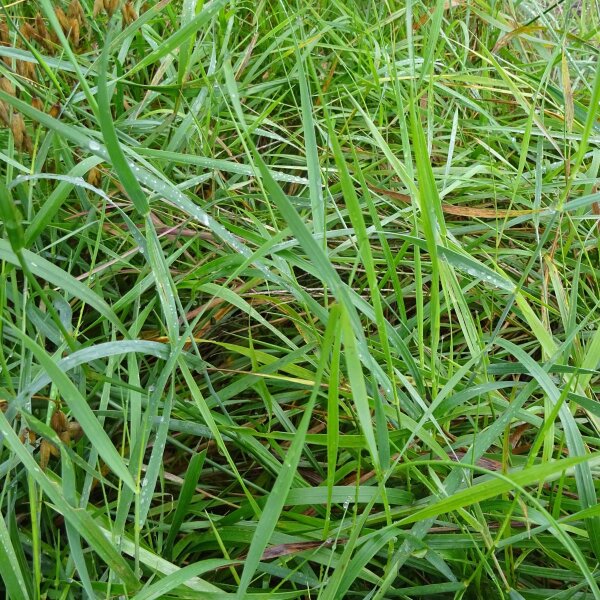 Hierba de búfalo / Sweetgrass (Hierochloe odorata) orgánico semillas