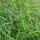 Hierba de búfalo / Sweetgrass (Hierochloe odorata) orgánico semillas