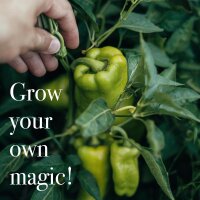 Semillas de hortalizas - 12 variedades de hortalizas de colores de alta germinación- simples y de alto rendimiento - Set de semillas para principiantes