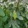 Pea Flower Vetch (Vicia pisiformis) semillas
