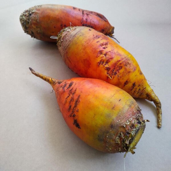 Remolacha forrajera "Brigadier" (Beta vulgaris var. rapacea)  semillas