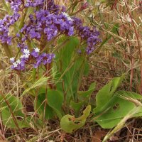 Limonium perezii