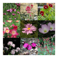 Sueño de jardín rosa - Set regalo de semillas