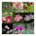 Sueño de jardín rosa - Set regalo de semillas