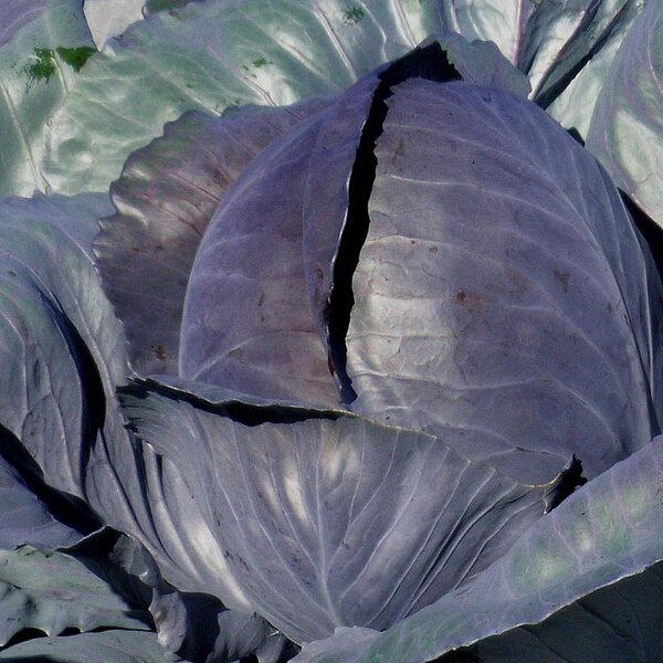 Col lombarda cabeza negra Schwarzkopf (Brassica oleracea var. capitata f. rubra) semillas