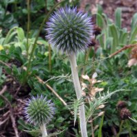 Cardo yesquero (Echinops ritro)  semillas