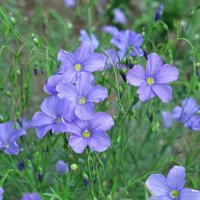 Lino silvestre (Linum perenne)  semillas