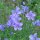 Lino silvestre (Linum perenne)  semillas