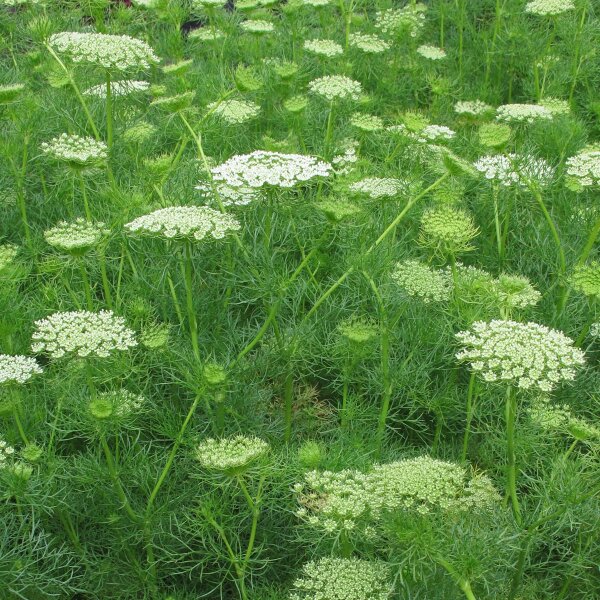 Viznaga / Visnaga (Ammi visnaga)  semillas