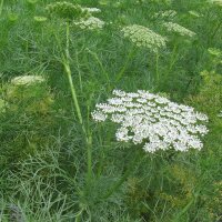 Viznaga / Visnaga (Ammi visnaga)  semillas