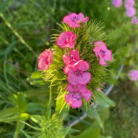 El clavel del poeta (Dianthus barbatus) semillas