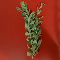 Russian Sage / Salvia Blue Spire (Perovskia atriplicifolia) semillas