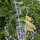 Russian Sage / Salvia Blue Spire (Perovskia atriplicifolia) semillas