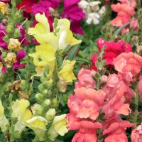 Boca de dragón (Antirrhinum majus)  semillas