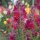 Boca de dragón (Antirrhinum majus)  semillas