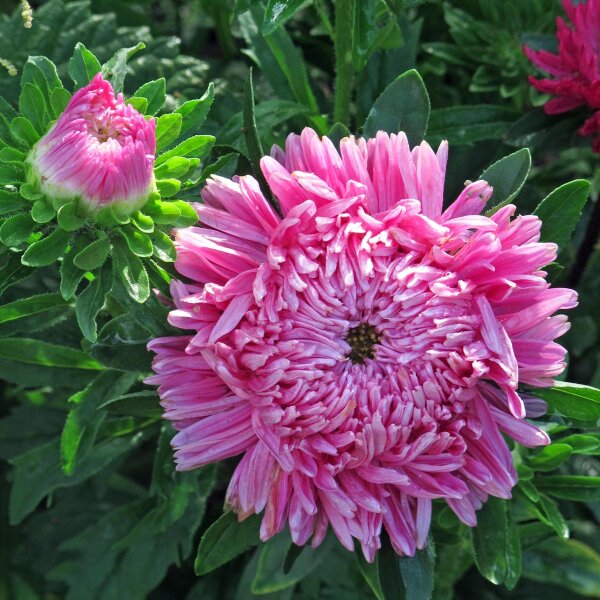 Aster de China (Callistephus chinensis) semillas