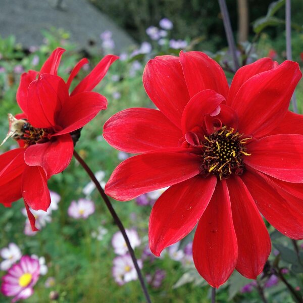 Dalia (Dahlia variabilis)  semillas