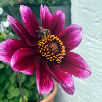 Mezcla de dalias enanas (Dahlia variabilis)  semillas