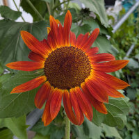 Girasol Autumn Beauty (Helianthus annuus) semillas