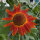 Girasol Autumn Beauty (Helianthus annuus) semillas