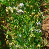 Fenogreco azul (Trigonella caerulea) semillas