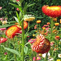 Golden Everlasting / Strawflower (Xerochrysum bracteatum) semillas