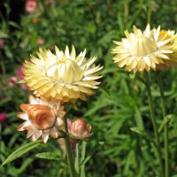 Golden Everlasting / Strawflower (Xerochrysum bracteatum) semillas