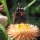 Golden Everlasting / Strawflower (Xerochrysum bracteatum) semillas