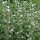 Malvavisco (Althaea officinalis) Orgánico semillas