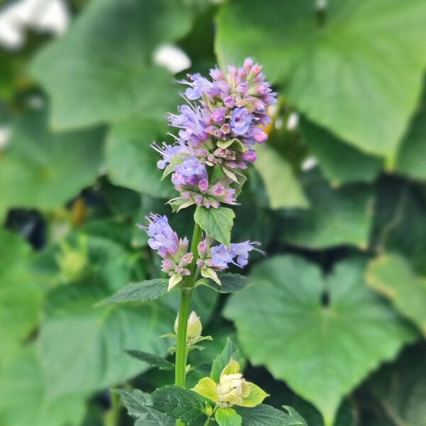 Hisopo anisado (Agastache foeniculum) orgánico semillas