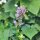 Hisopo anisado (Agastache foeniculum) orgánico semillas
