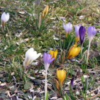 Crocus de primavera (Crocus vernus)