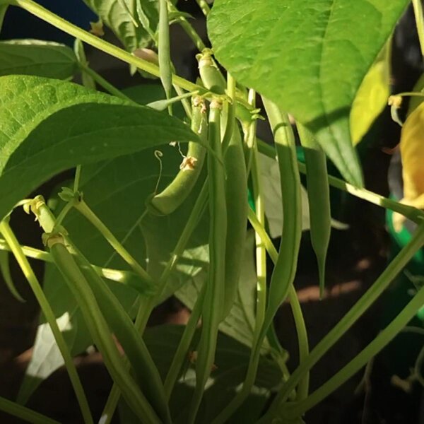 Snap Bean / Dwarf French Bean Canadian Wonder (Phaseolus vulgaris) organic semillas