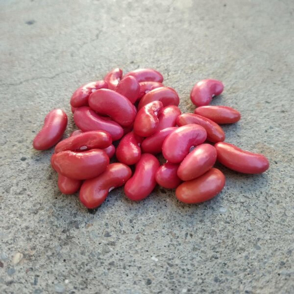 Snap Bean / Dwarf French Bean Canadian Wonder (Phaseolus vulgaris) organic seeds