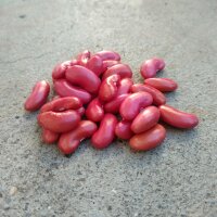 Snap Bean / Dwarf French Bean Canadian Wonder (Phaseolus...