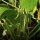 Snap Bean / Dwarf French Bean Canadian Wonder (Phaseolus vulgaris) organic semillas