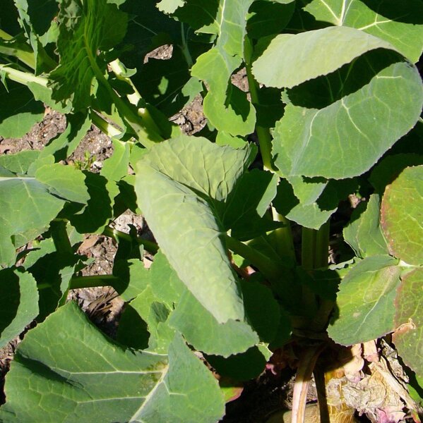 Nabicol rutabaga Gelbe Wilhelmsburger (Brassica napus) semillas