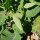 Nabicol rutabaga Gelbe Wilhelmsburger (Brassica napus) semillas