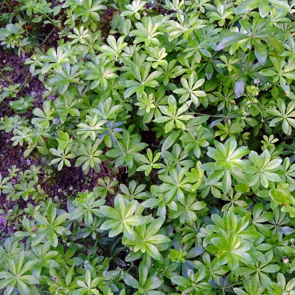 Aspérula olorosa (Galium odoratum) semillas