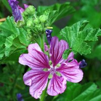 Malva de hoja redonda (Malva neglecta) Orgánica...