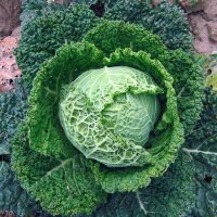 Col de Saboya Bonner Advent (Brassica oleracea convar....