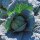 Col de Saboya Bonner Advent (Brassica oleracea convar. capitata var. sabauda L.) semillas