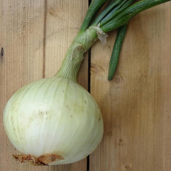 Cebolla amarilla Globo (Allium cepa) semillas
