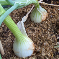 Cebolla amarilla Globo (Allium cepa) semillas