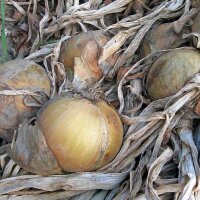 Cebolla amarilla Globo (Allium cepa) semillas