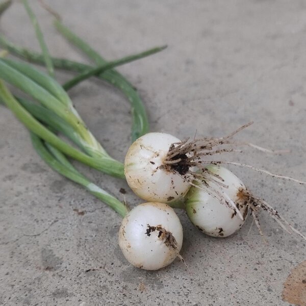 Cebolla blanca de París (Allium cepa) semillas