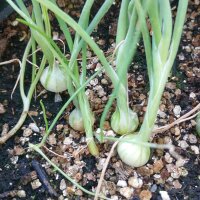 Cebolla blanca de París (Allium cepa) semillas