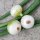 Cebolla blanca de París (Allium cepa) semillas